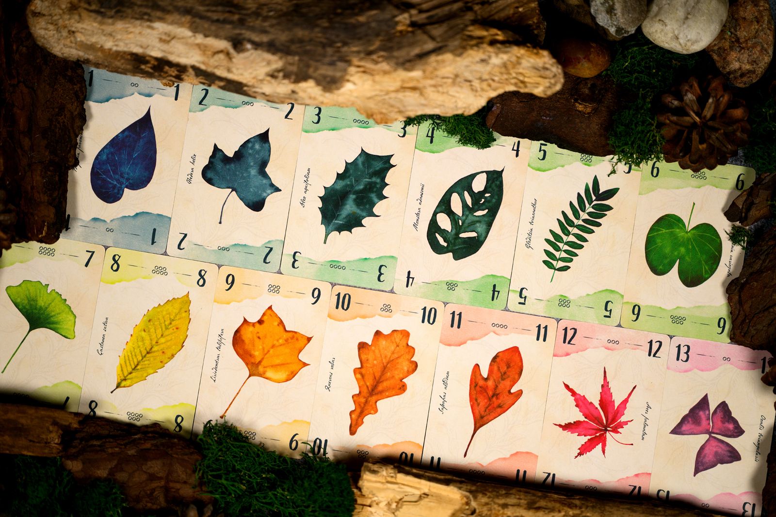 13 Leaves
