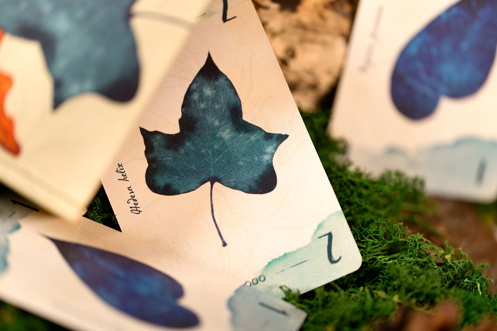 13 Leaves