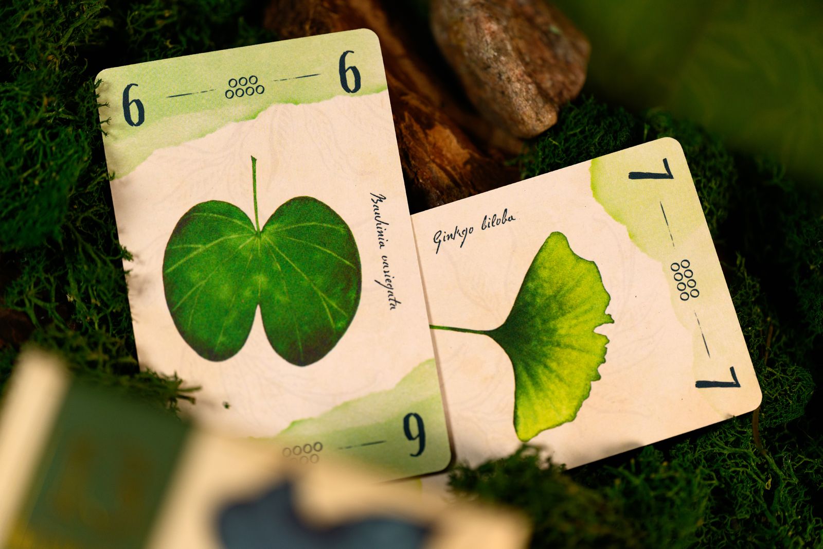 13 Leaves